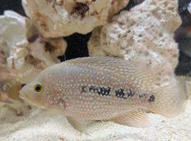 Texas cichlid
