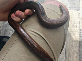 BREEDING PAIR of Stripe Het Anery Adult Kenyan