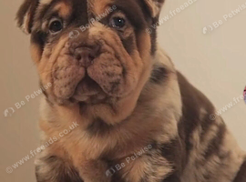 Last Puppy Remaining &ndash; Beautiful Merle Shar Pei