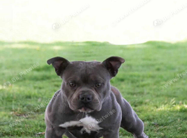 STAFF/BULLY FEMALE