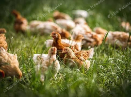 Chickens for sale