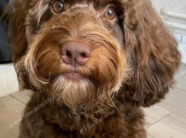 STUNNING PROVEN AND TESTED TRICOLOUR CHOCOLATE/TAN AND CREAM BOY FOR STUD