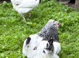 Light Sussex bantam