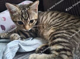 One female kitten (Ragdoll mix)