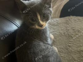 Kitten