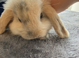 Male mini lop