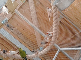 Zebra finches cock and hens