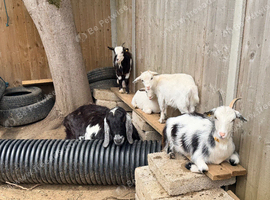Goats