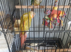 Pine apple semi tamed conurs