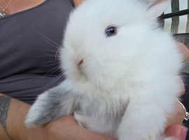 3 Baby Lion lops look for thier new homes in the next 3 weeks