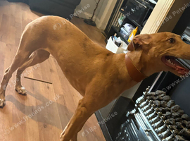 Lurcher