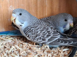 Blackface split budgies