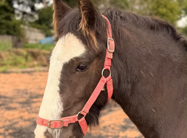 2yr old gelding