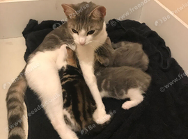 Extremely Cute tabby cats
