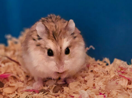 Robovski hamster