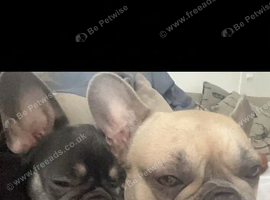 Mum and daughter French Bulldogs