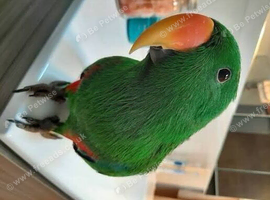 ecletus parrot talking