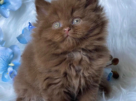 READY TO RESERVE Luxury pedigree male cinnamon/brown British longhair kitten