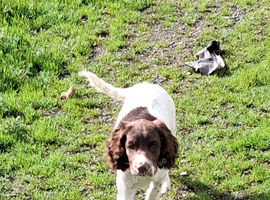 Gorgeous English Springer Spaniel Puppy