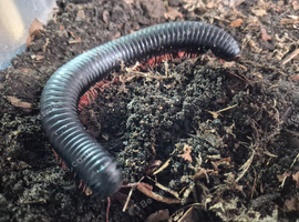 MILLIPEDE GIANT CAMEROON
