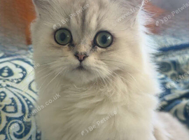 Beautiful Friendly Cat for Sale - Loving Home Wanted