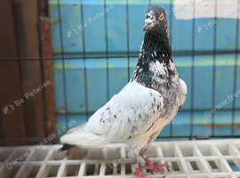 tippler male