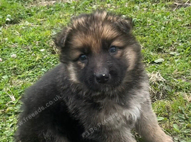 German Shepherd pups