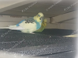 For sale, various birds