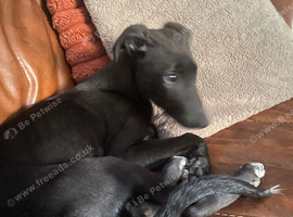 Female Lurcher pup 12 weeks old