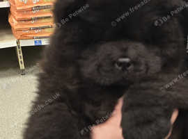 Chow chow