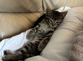 Kittens for sale