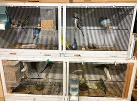 Baby Budgies