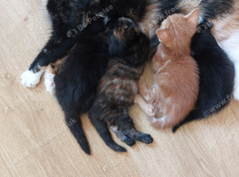 Beautiful Kittens Ready for Reservation (Loving Homes Only)