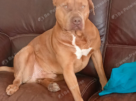 Staffordshire bull terrier