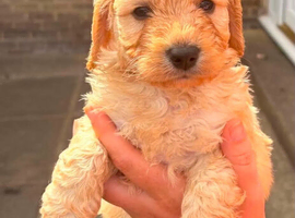 Cockapoo
