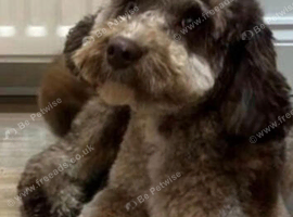 Beautiful f2b cockapoo's