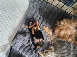 male yorkshire terrior pup
