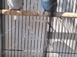 Baby budgies