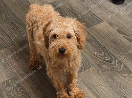 I am selling this boy poodle