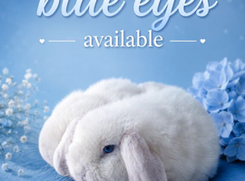 blue-eyed girls mini lop