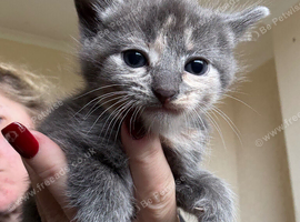 Five beautiful kittens
