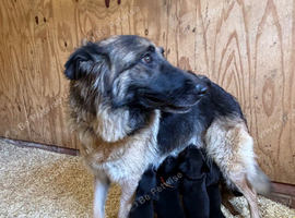 German Shepherd cross Cane Corsa
