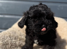 Shihpoo puppy