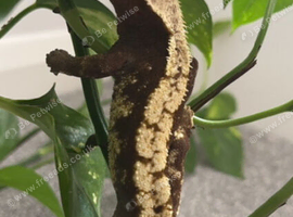 Male crested gecko