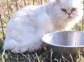 Persian male