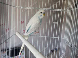 Male budgie
