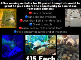 Axolotl&rsquo;s for sale