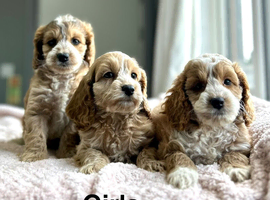 7 charming cockapoo girls and boys available