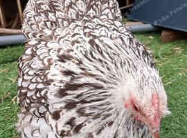 Chocolate Laced Pekin Hen