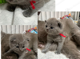 Gorgeous British Short Hair GCCF REGISTERED kittens